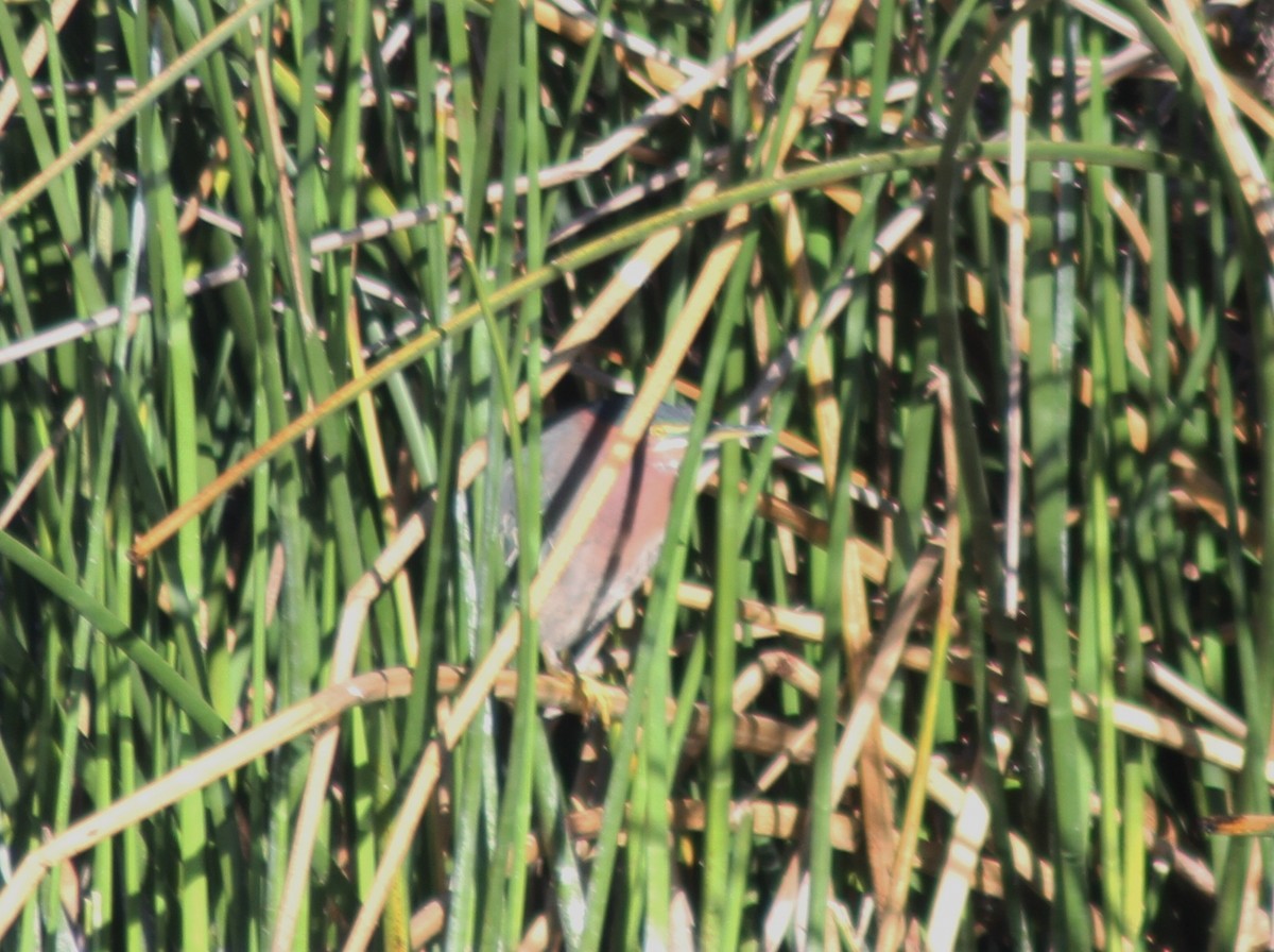 Green Heron - ML87110551