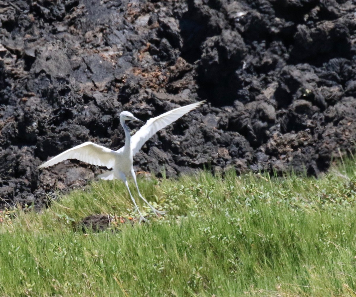 Little Blue Heron - ML87110591