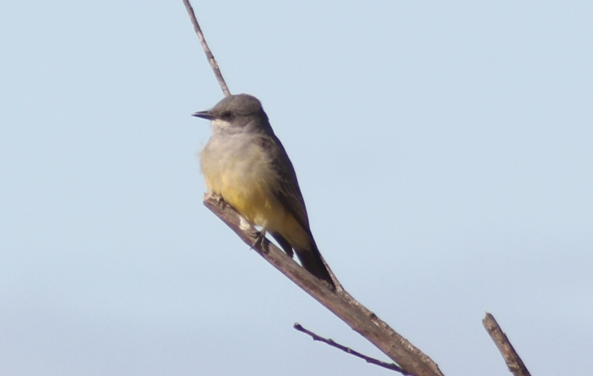 Cassin's Kingbird - ML87111291