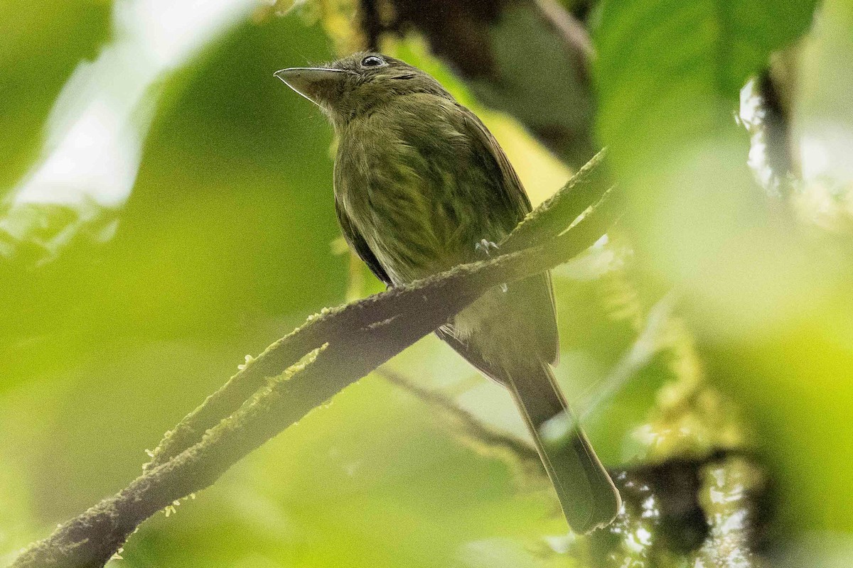 Pacific Flatbill - Eric VanderWerf