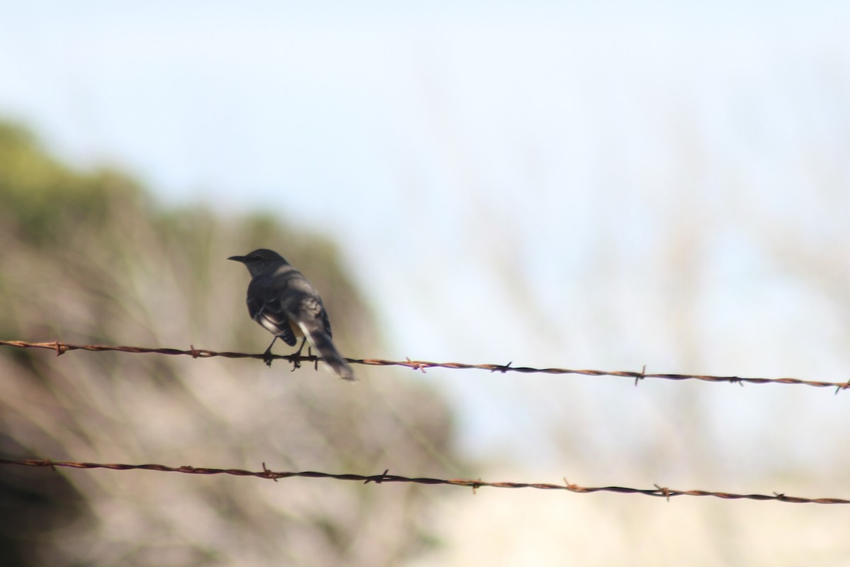 Northern Mockingbird - ML87111481