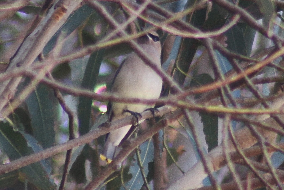 Cedar Waxwing - Mark Hays