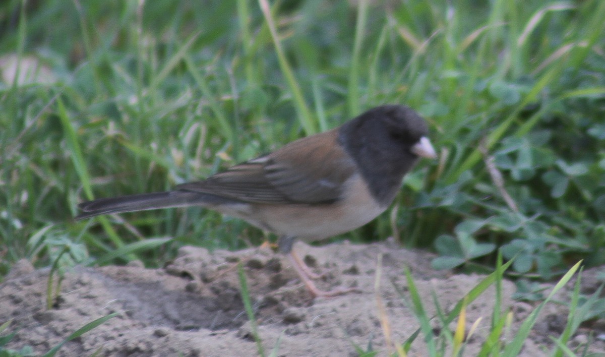 Dark-eyed Junco - ML87111781