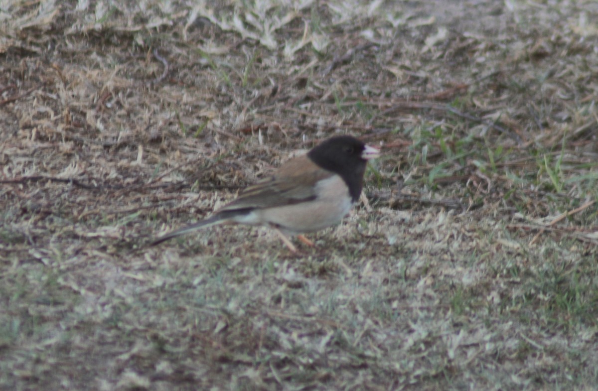 Dark-eyed Junco - Mark Hays