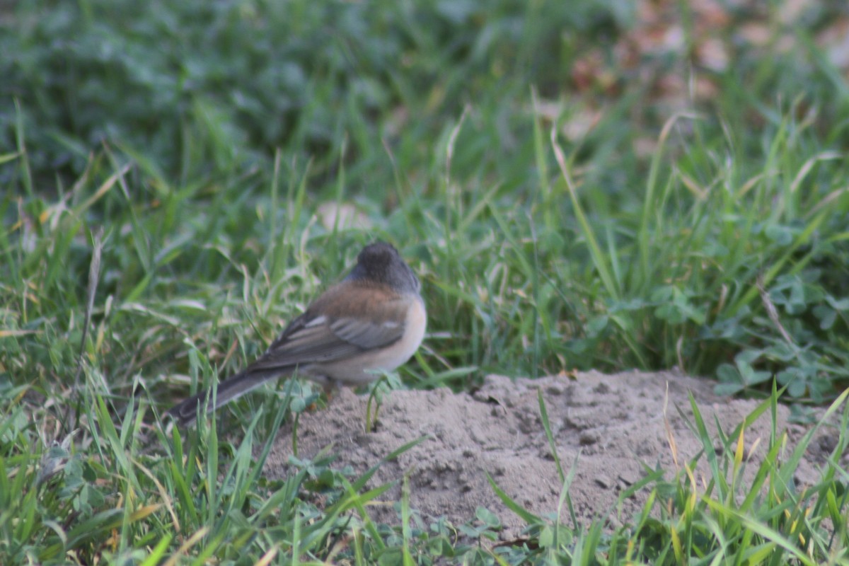 Dark-eyed Junco - Mark Hays