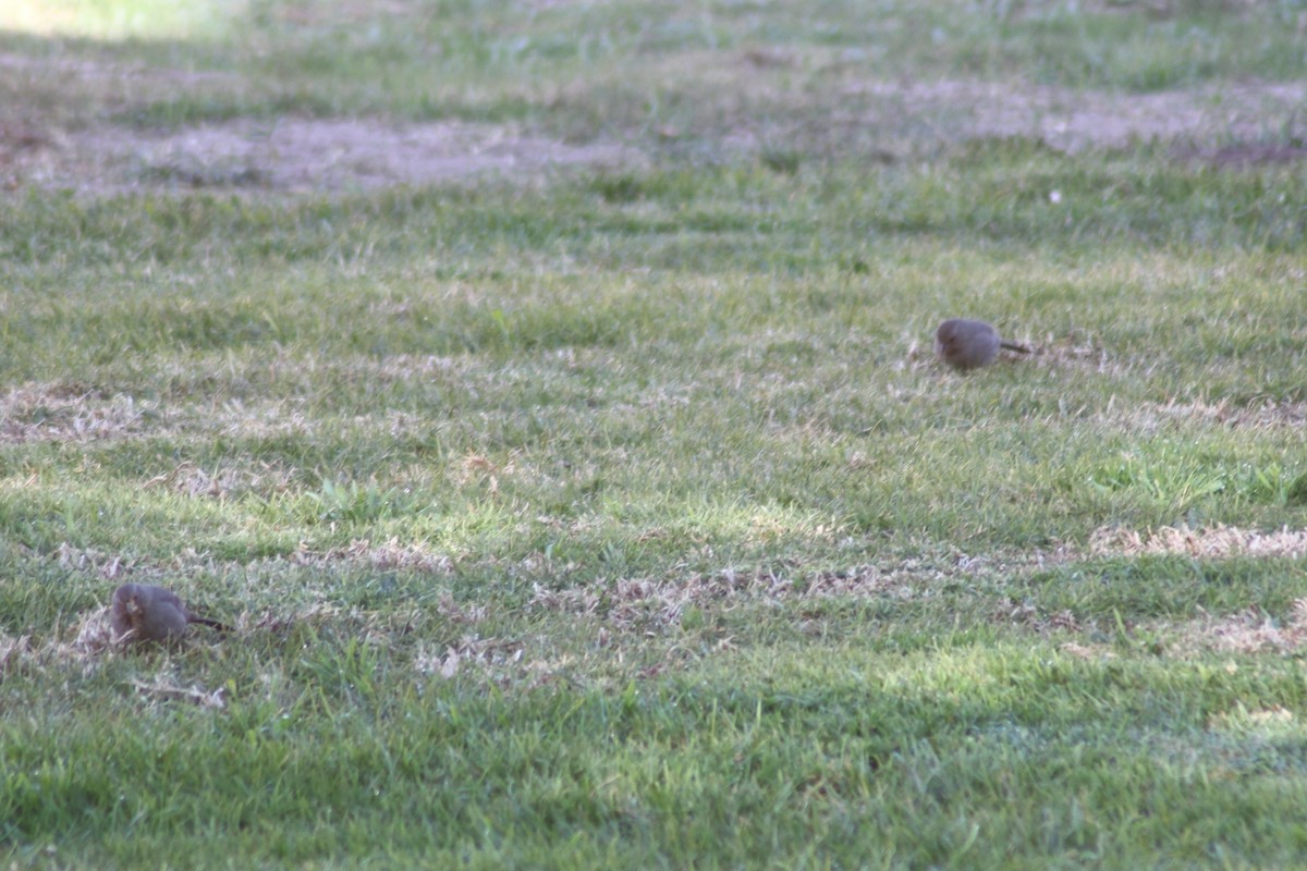 California Towhee - ML87111911
