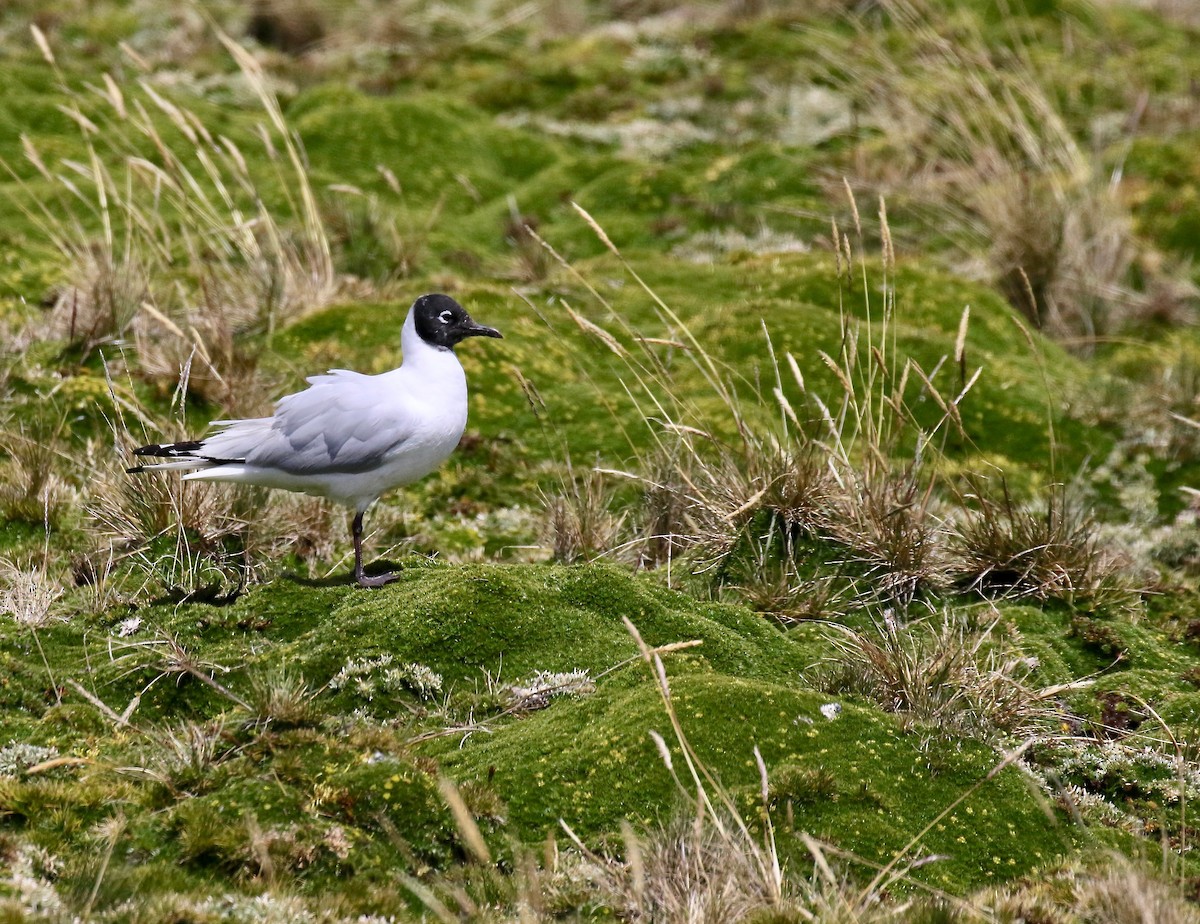 Andean Gull - ML87112241