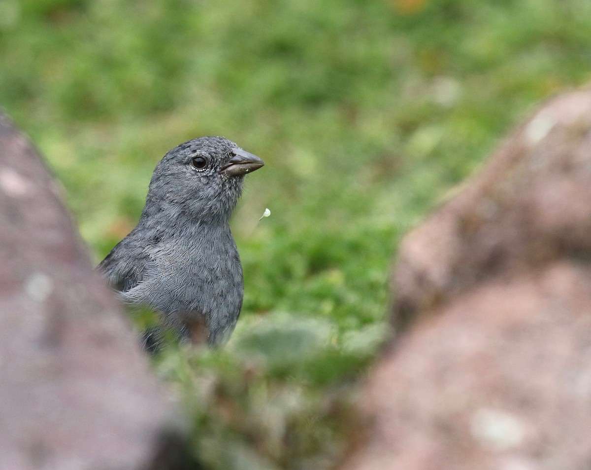 Plumbeous Sierra Finch - ML87112261