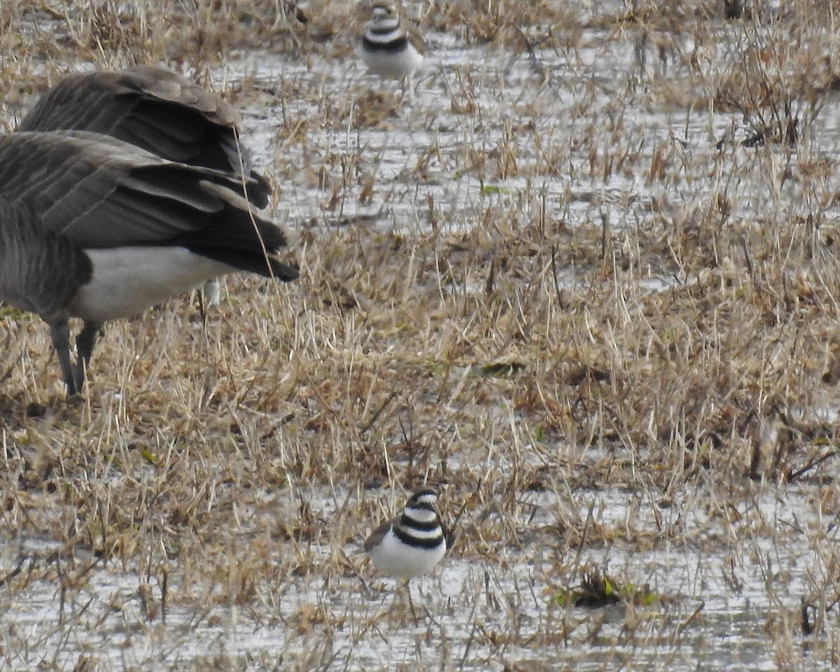 Killdeer - ML87113001