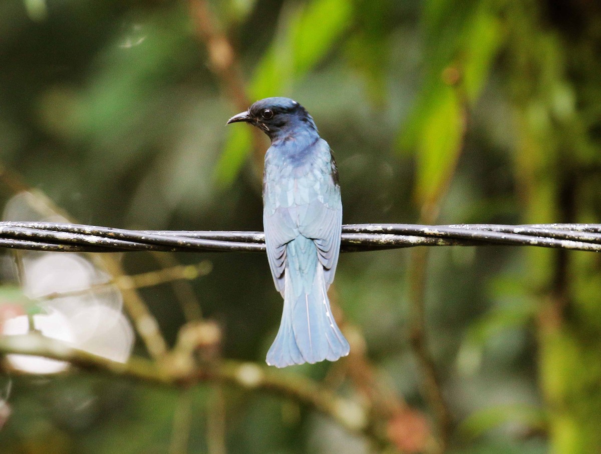 Square-tailed Drongo-Cuckoo - ML87114481