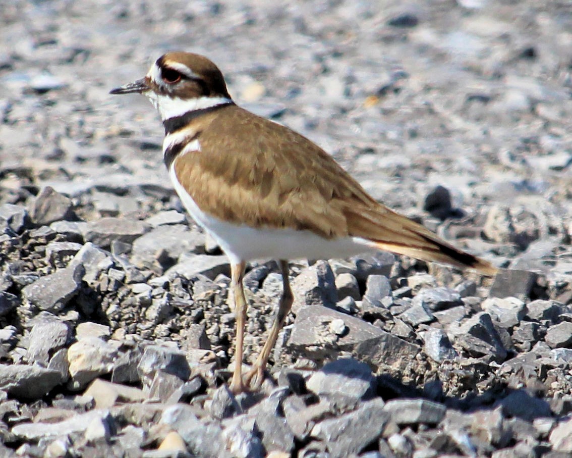 Killdeer - ML87115011