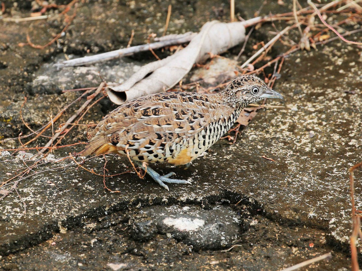 Barred Buttonquail - ML87115091