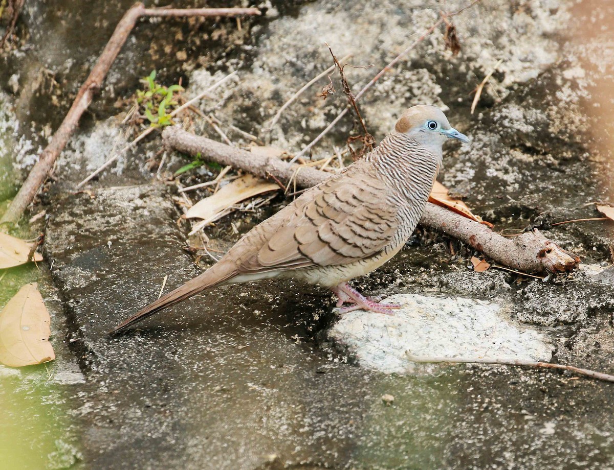 Zebra Dove - ML87115111