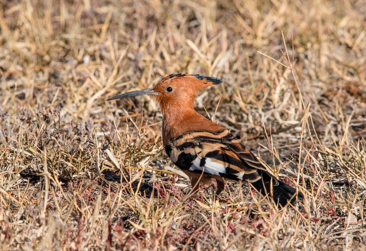 Eurasian Hoopoe (African) - Kevin Vande Vusse