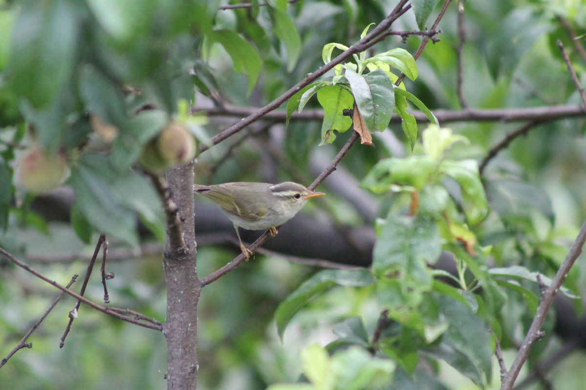 Western Crowned Warbler - ML87116321