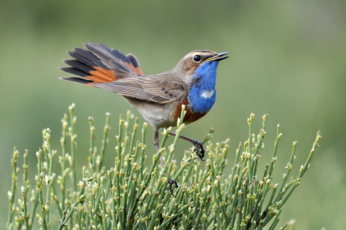Bluethroat - Antonio Ceballos Barbancho