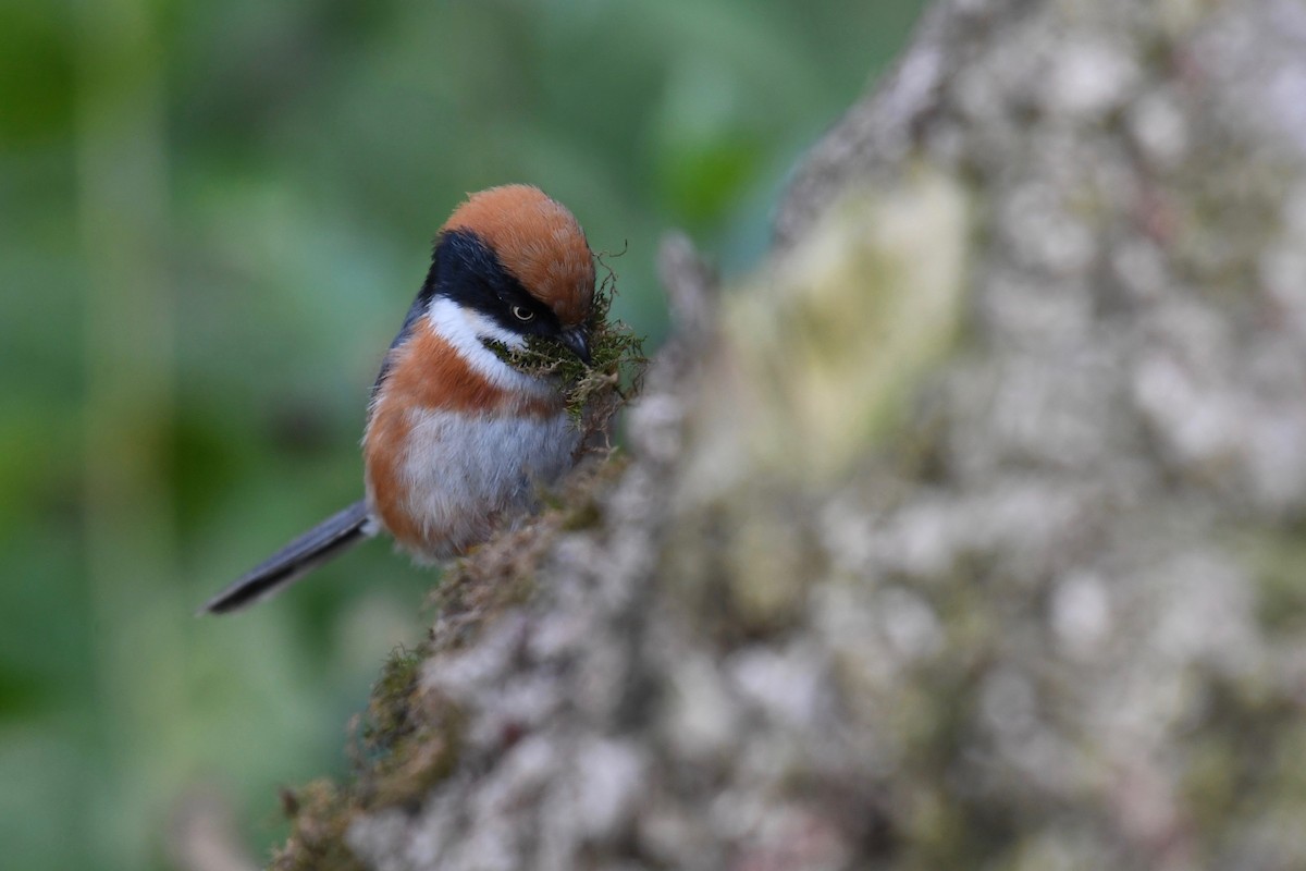 Black-throated Tit (Black-throated) - ML87118231