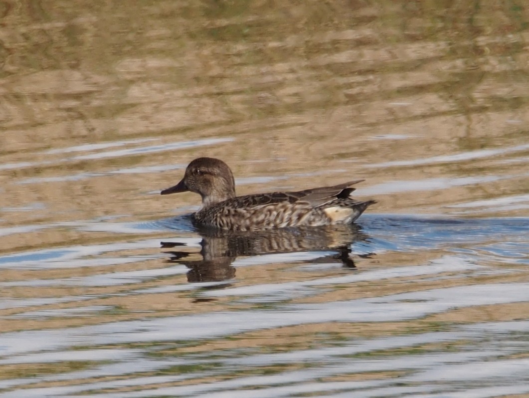 Green-winged Teal - ML87118331