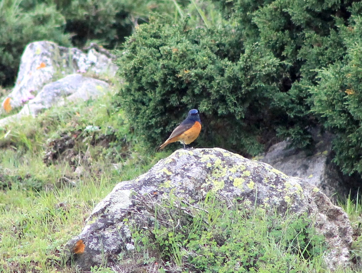 Blue-fronted Redstart - ML87119011