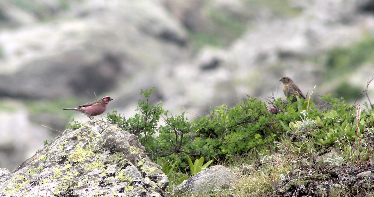 Himalayan White-browed Rosefinch - Suresh  Rana