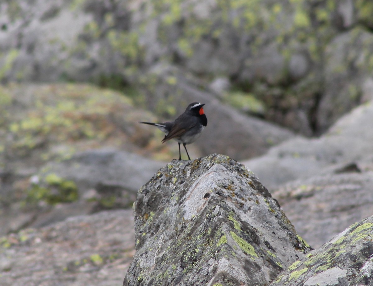 Himalayan Rubythroat - ML87120801