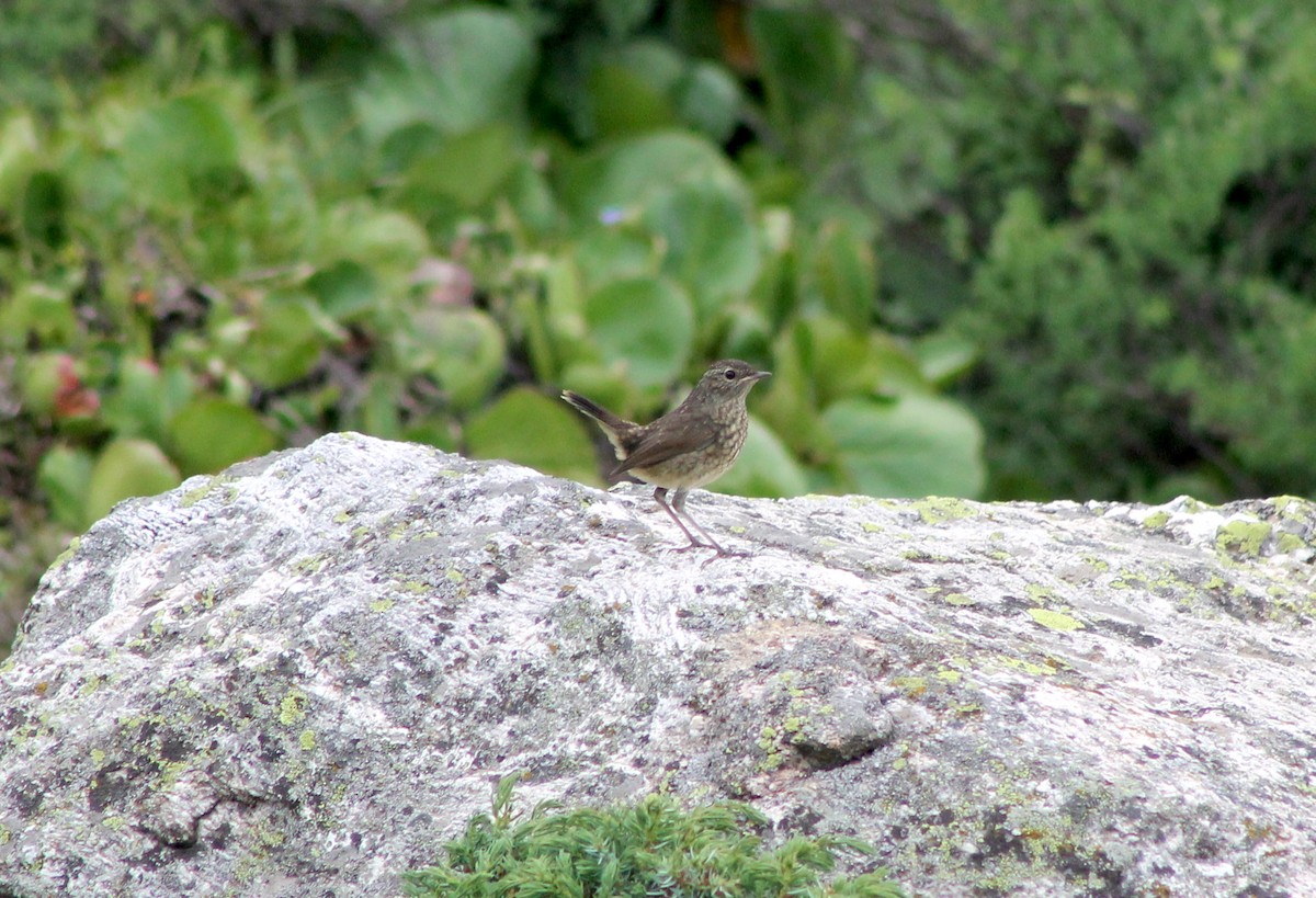 Himalayan Rubythroat - ML87120821