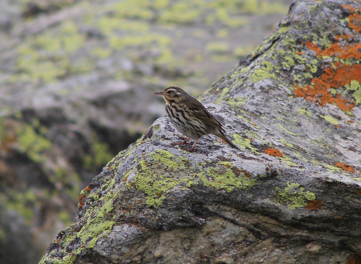 Olive-backed Pipit - ML87121111