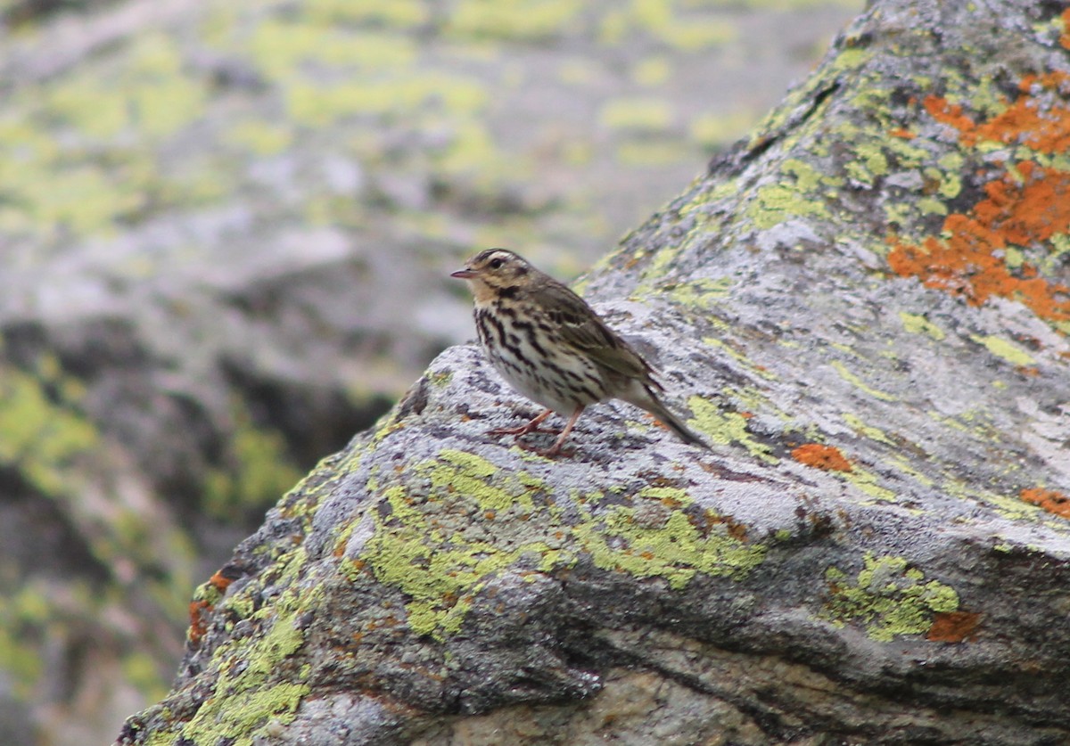 Olive-backed Pipit - ML87121121