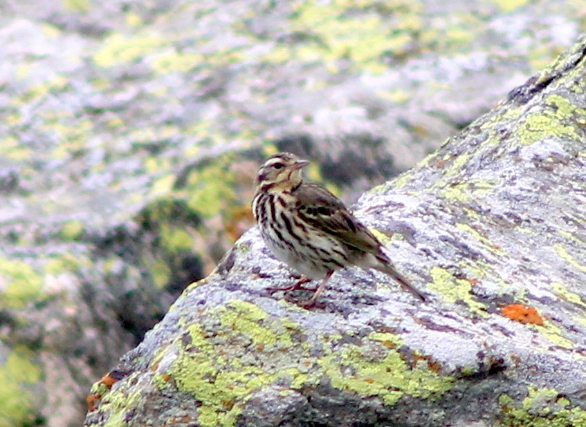 Olive-backed Pipit - ML87121131