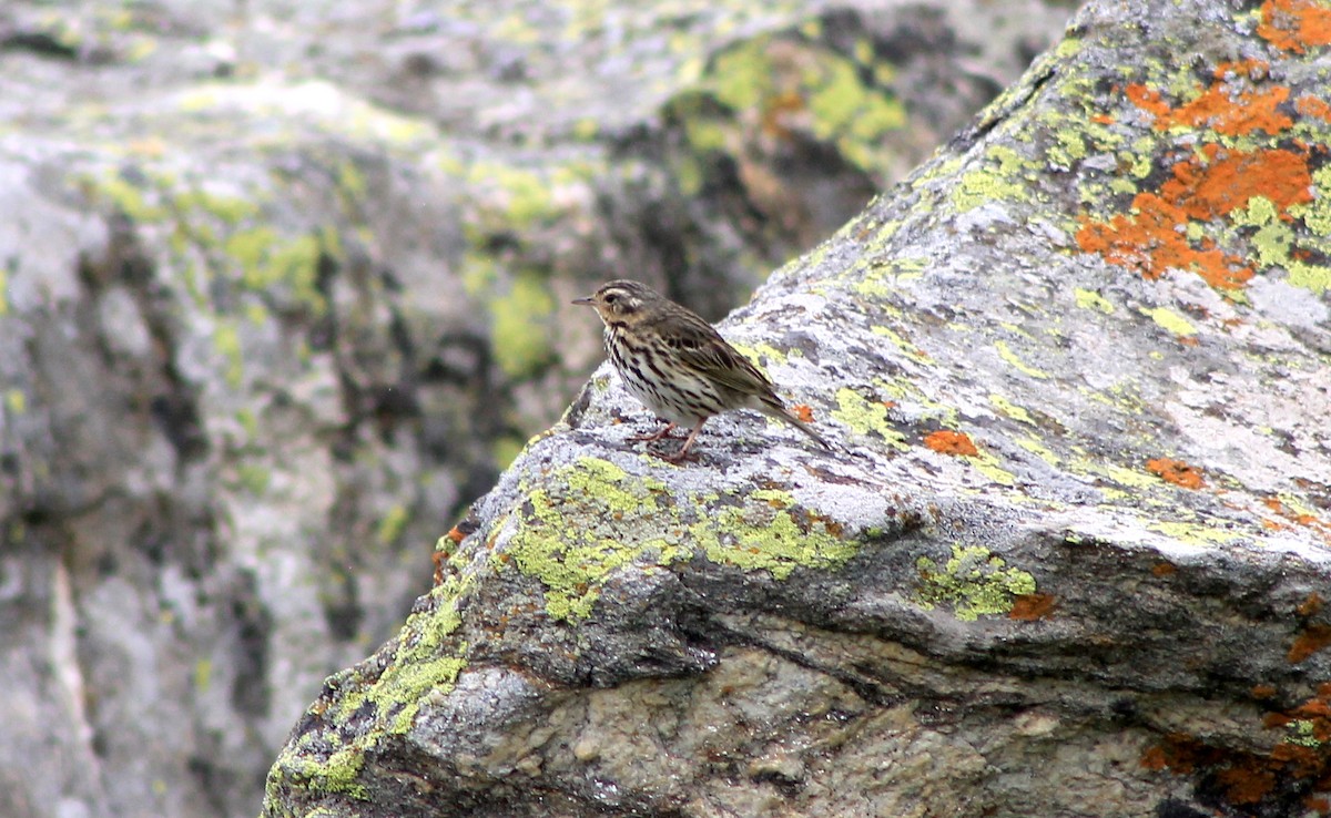 Olive-backed Pipit - ML87121141