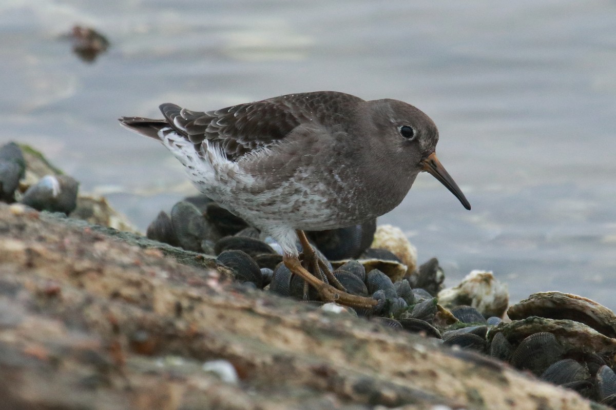 Purple Sandpiper - Mark Scheuerman