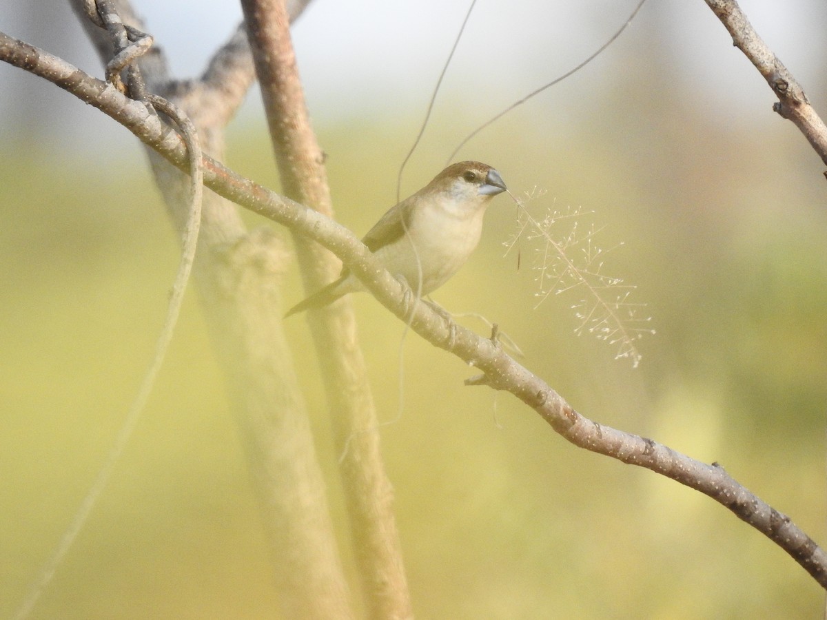 Indian Silverbill - ML87123411