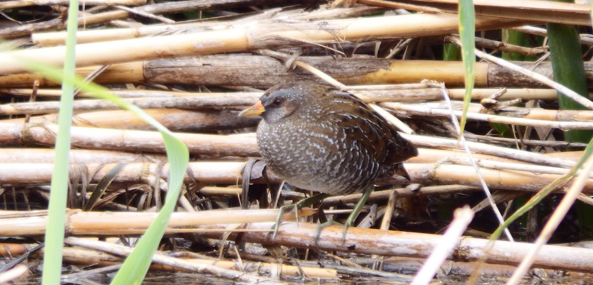 Тоодон түнжүүр - ML87124961