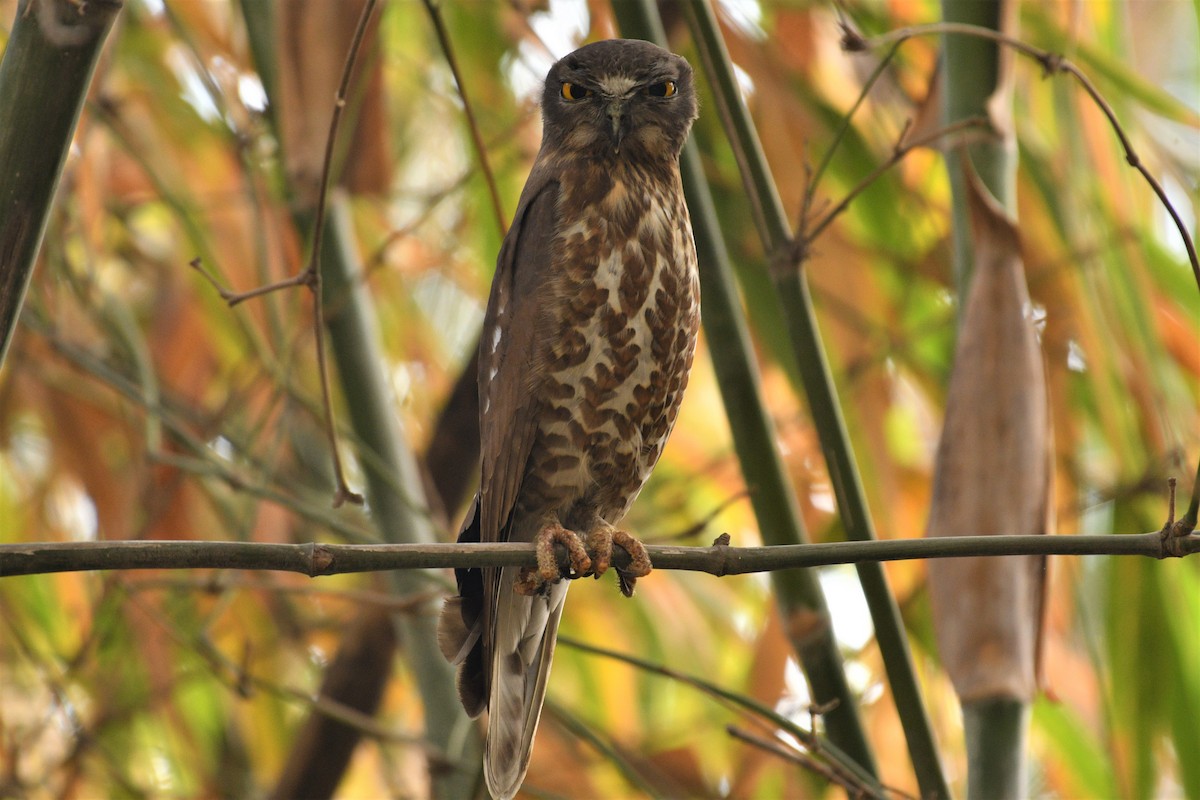 Brown Boobook - Subramniam Venkatramani