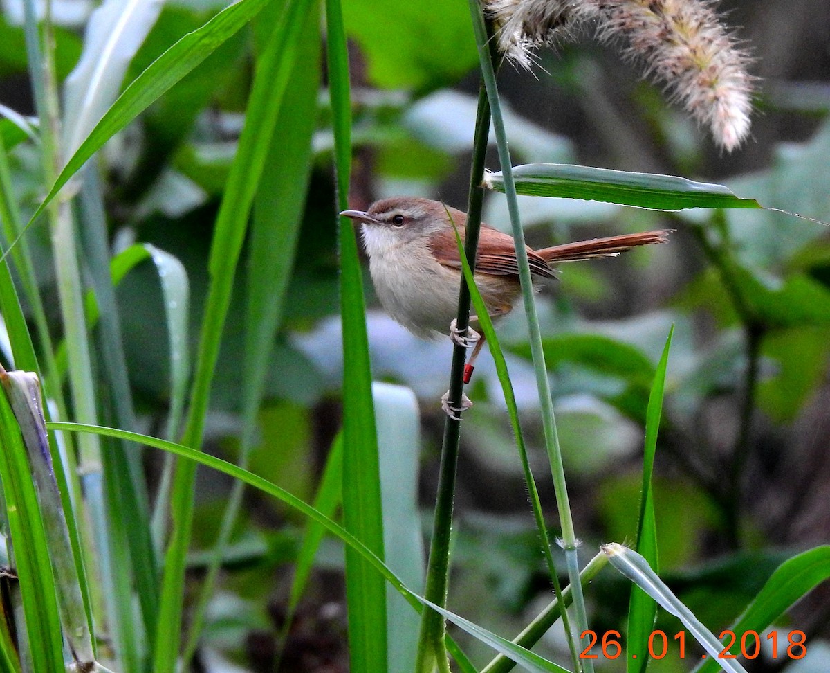 Prinia simple - ML87127601