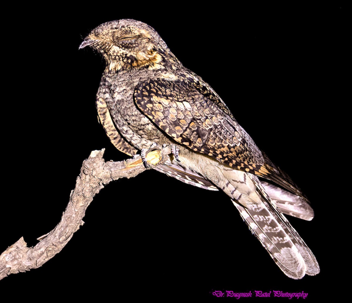 Jungle Nightjar - ML87127731
