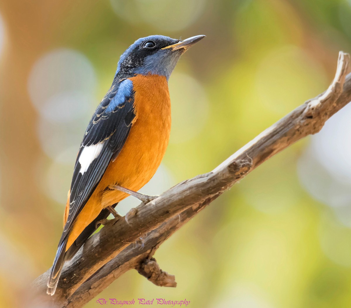 Blue-capped Rock-Thrush - ML87127801