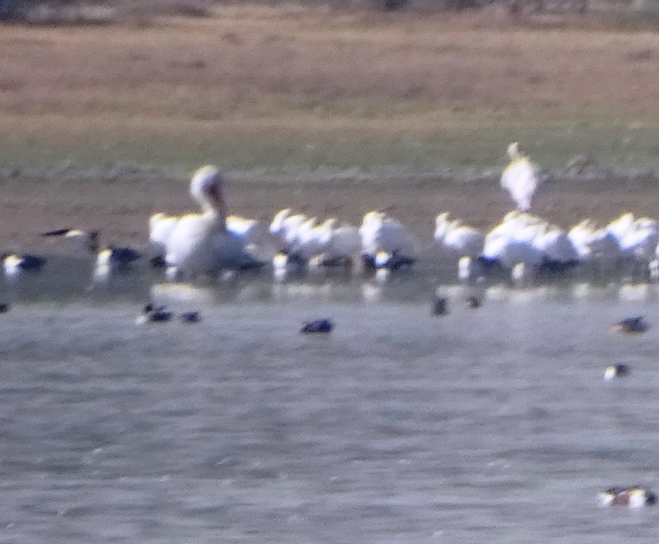 Great White Pelican - Sreekumar Chirukandoth