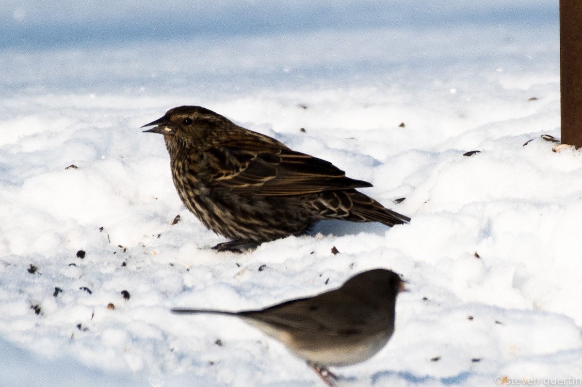 Red-winged Blackbird - Steven Guertin