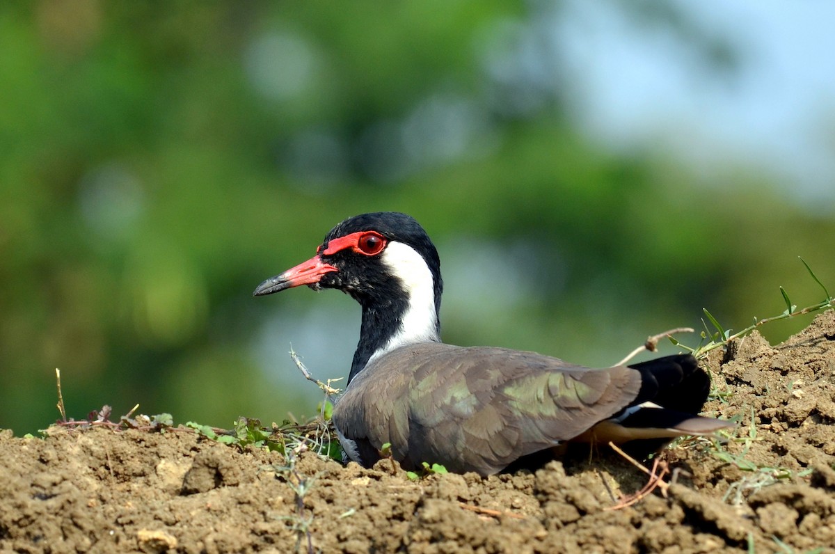 Red-wattled Lapwing - ML87129421