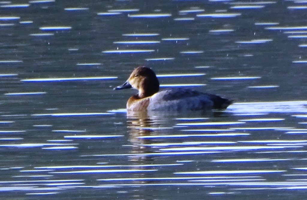 Common Pochard - ML87129871