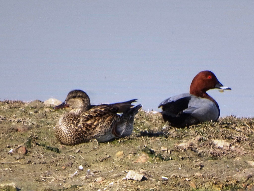 Common Pochard - ML87129891