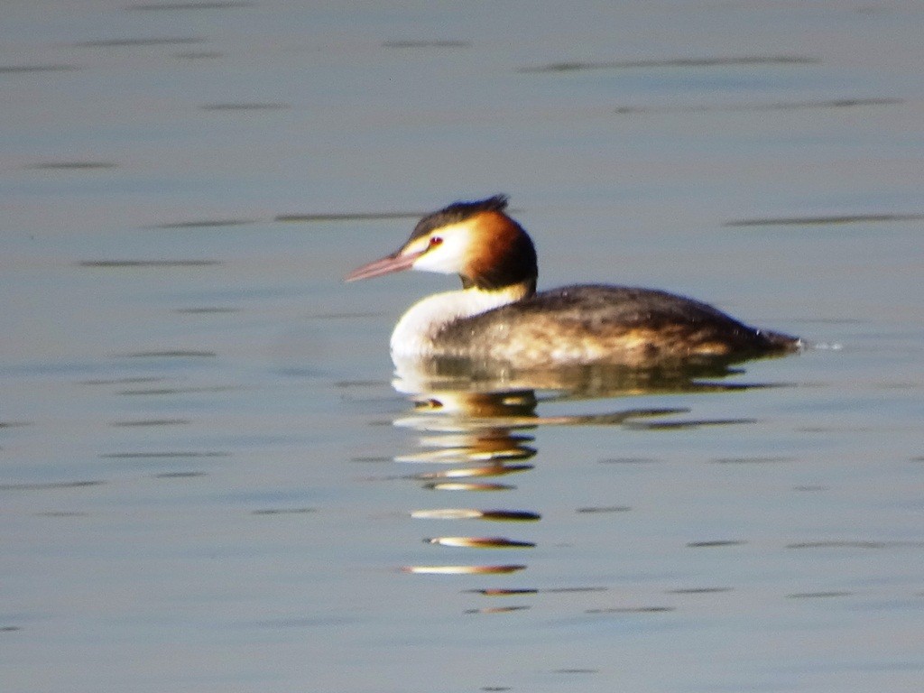 カンムリカイツブリ - ML87130101