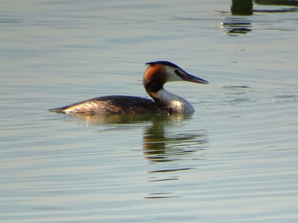 Great Crested Grebe - Sreekumar Chirukandoth