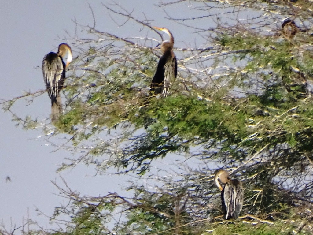 Orient-Schlangenhalsvogel - ML87130311