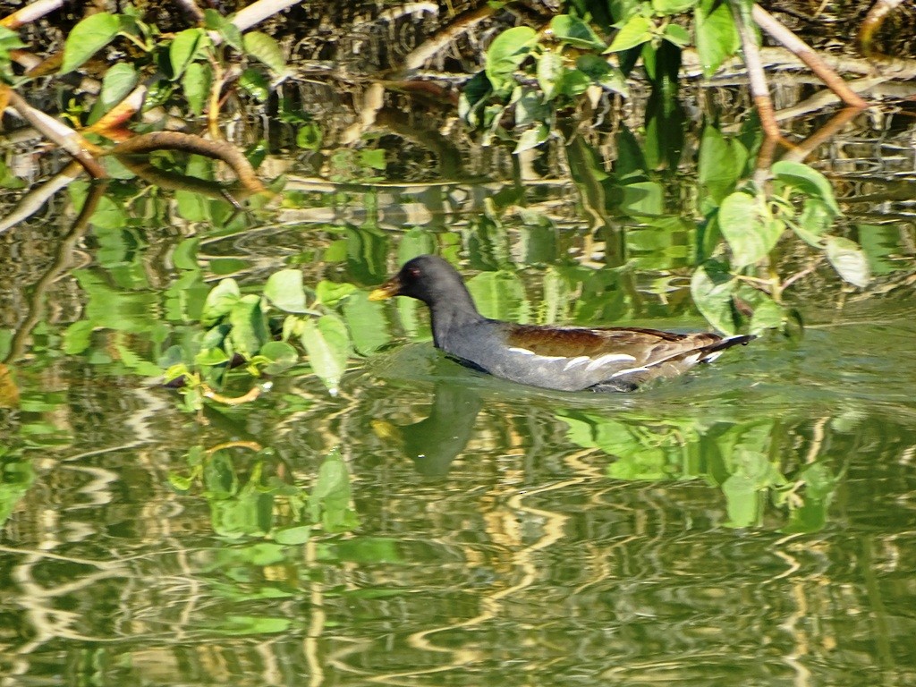 Eurasian Moorhen - ML87130391