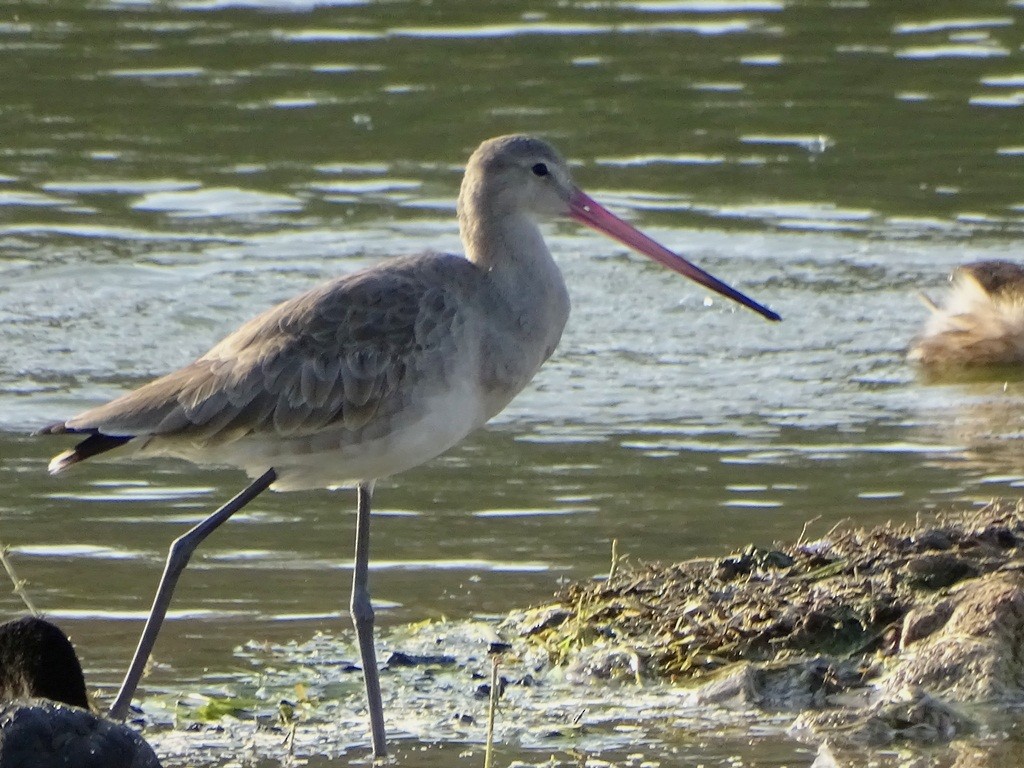 Black-tailed Godwit - ML87130401