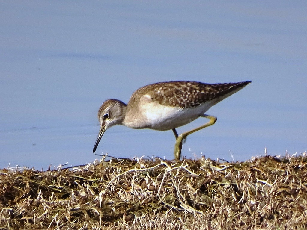 Wood Sandpiper - ML87130471