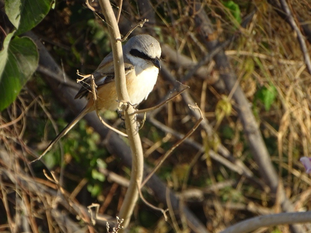 Long-tailed Shrike - ML87130621