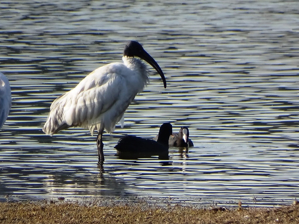 Ibis à tête noire - ML87131201